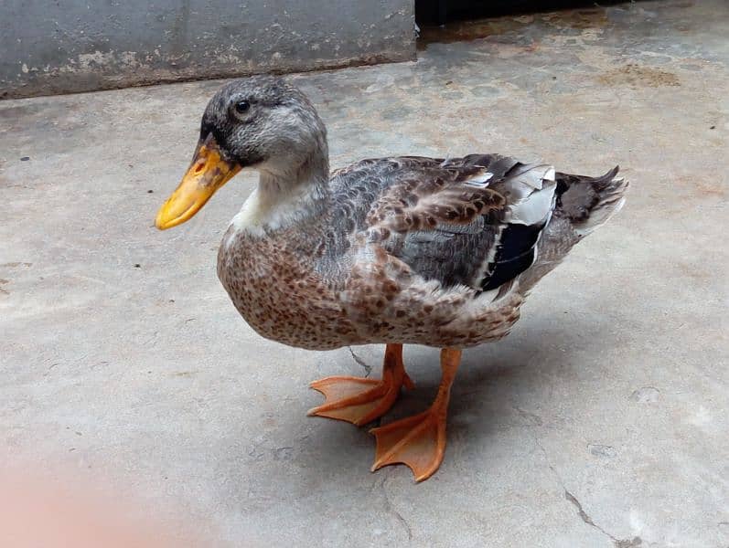 duck for sale 1