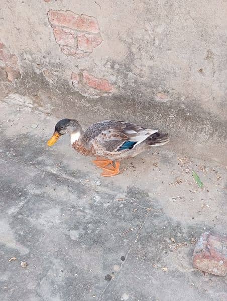 duck for sale 2