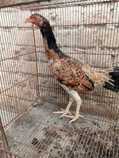 Aseel pair for sale 1 male aur 1 female hai