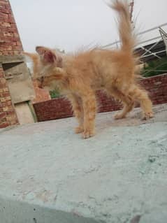 urgent sale Persian female baby cat 0