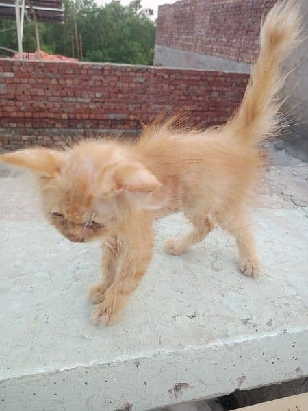 urgent sale Persian female baby cat 1