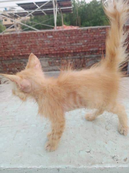 urgent sale Persian female baby cat 2