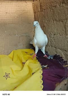 lovely pigeon for sale 