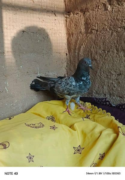 "lovely pigeon for sale " 2