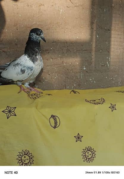 "lovely pigeon for sale " 4