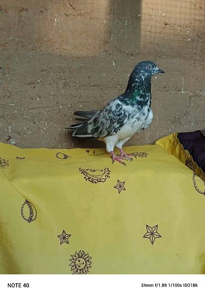 "lovely pigeon for sale " 5