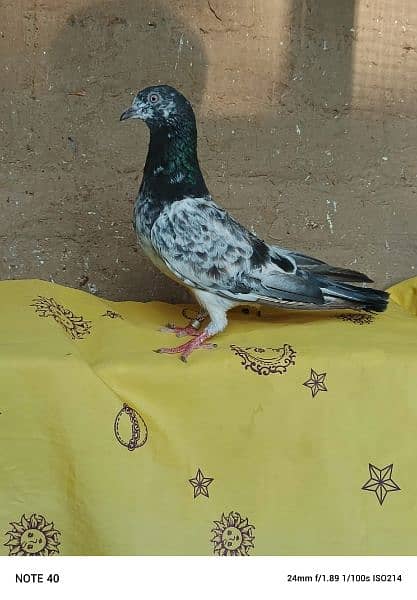 "lovely pigeon for sale " 11