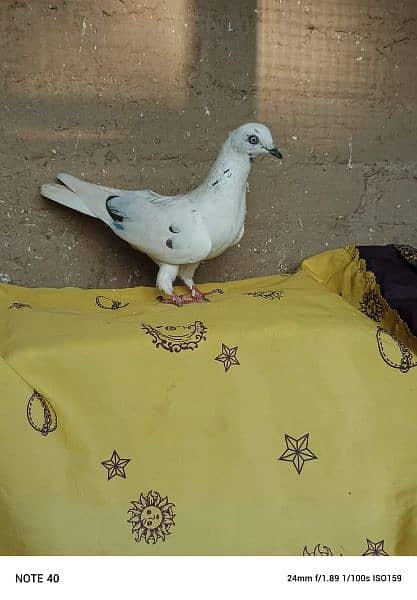 "lovely pigeon for sale " 13