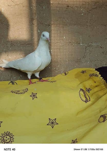 "lovely pigeon for sale " 14