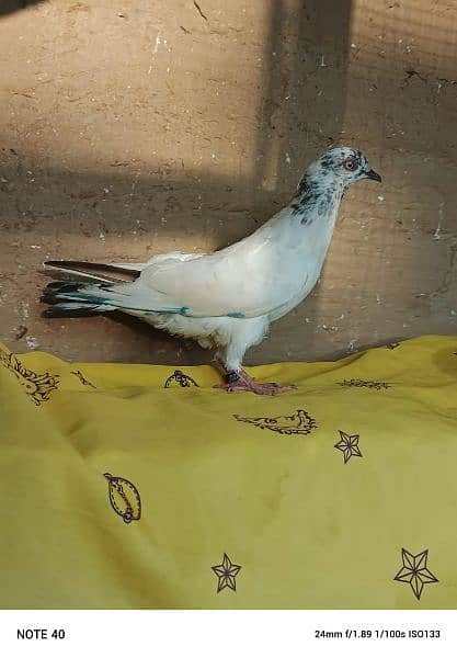 "lovely pigeon for sale " 18