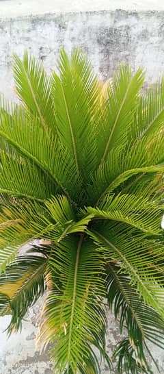 kanghee palm 0