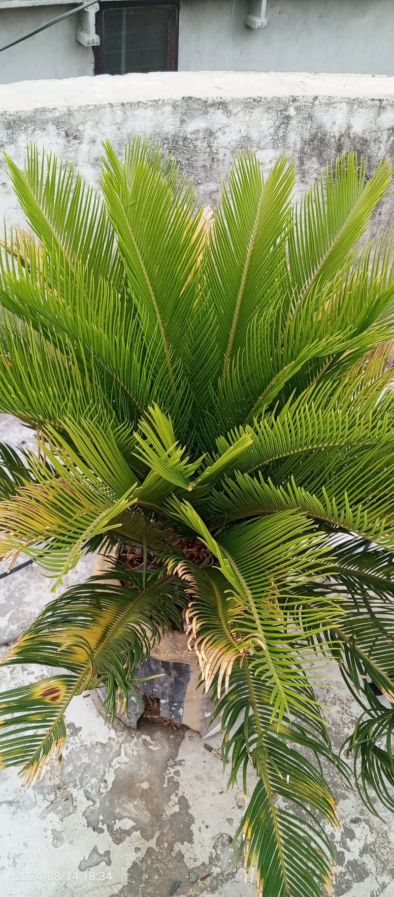 kanghee palm 2