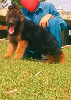 german shepered mail proper long coat age 3months heavyborn for sale