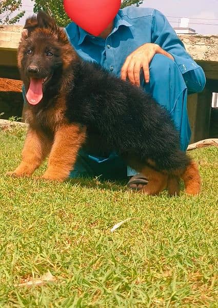 german shepered mail proper long coat age 3months heavyborn for sale 0