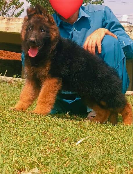 german shepered mail proper long coat age 3months heavyborn for sale 1