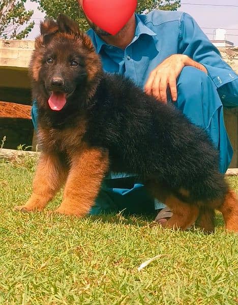 german shepered mail proper long coat age 3months heavyborn for sale 2