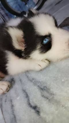 Blue eyes husky puppy