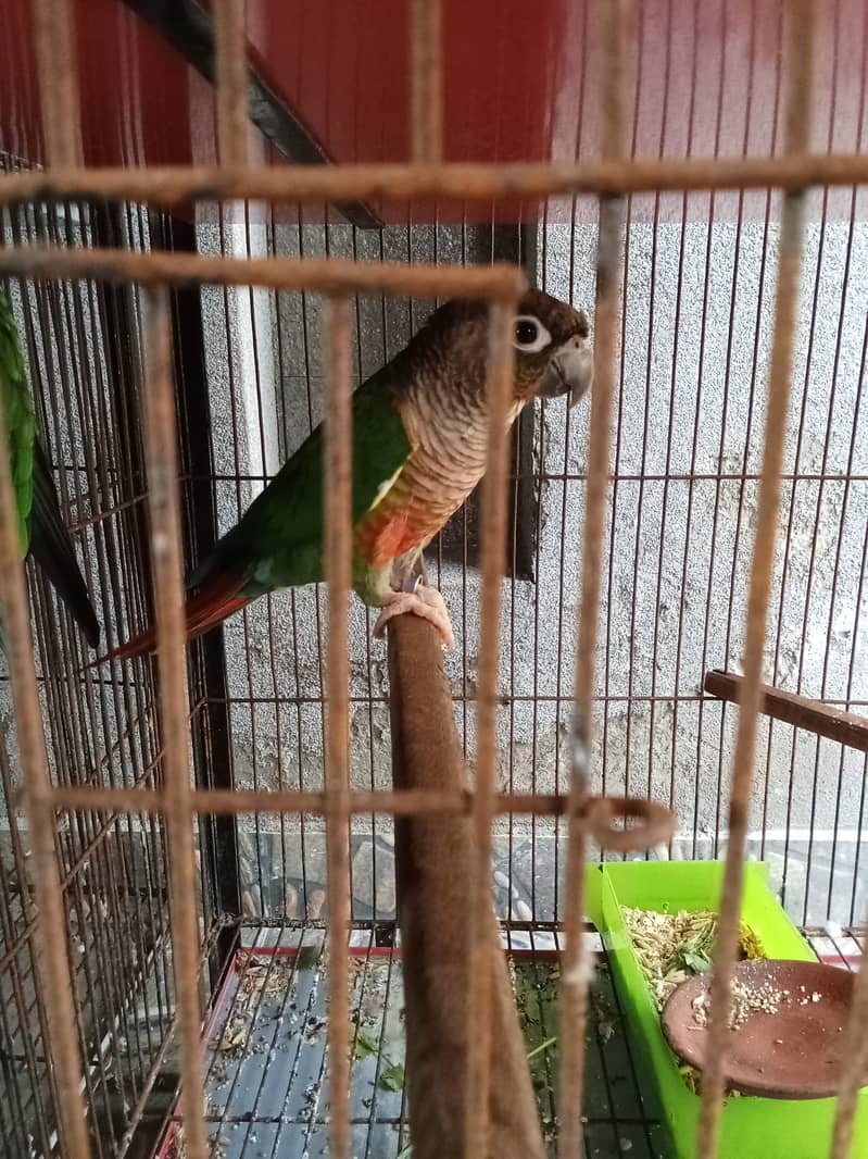 Rosella Pair 1