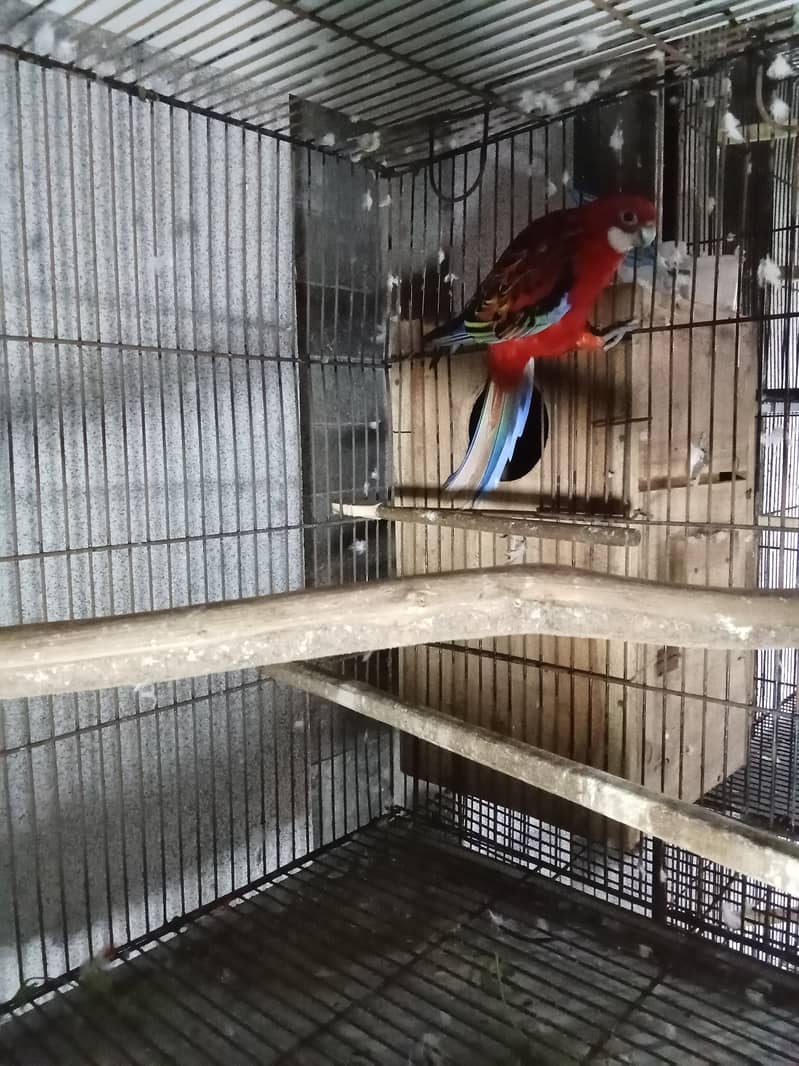 Rosella Pair 17