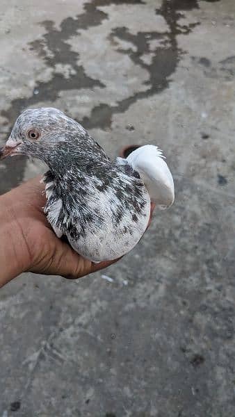 2 pathy/nar pigeons for sale and exchange with Females 1