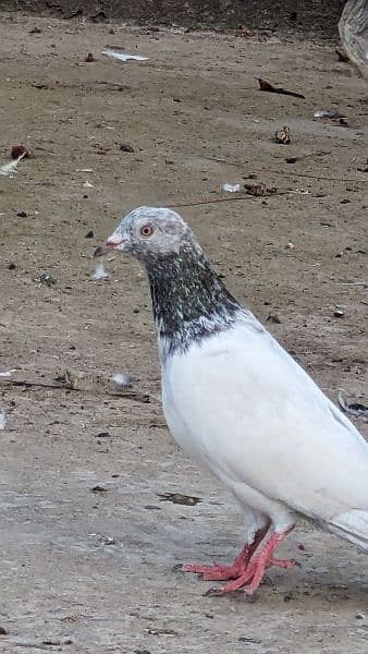 2 pathy/nar pigeons for sale and exchange with Females 2