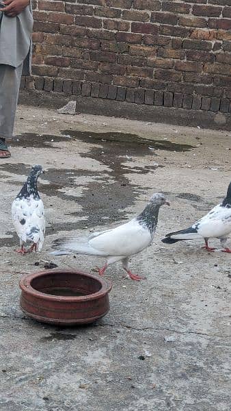 2 pathy/nar pigeons for sale and exchange with Females 8