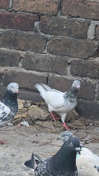 2 pathy/nar pigeons for sale and exchange with Females 10