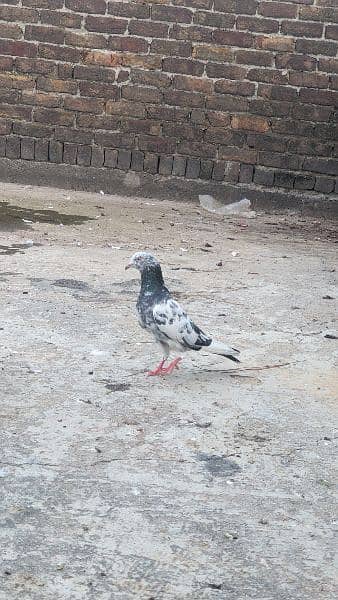 2 pathy/nar pigeons for sale and exchange with Females 11