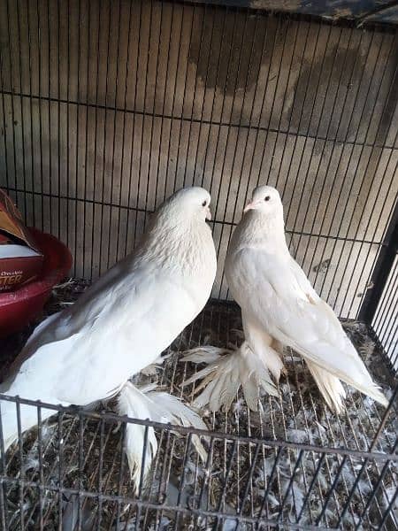 all breeder pair03034646491 10