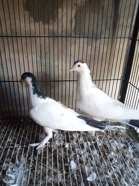 all breeder pair03034646491 18