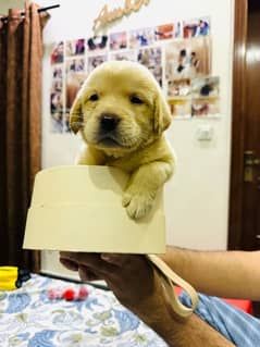 golden retreiver female puppy for sale