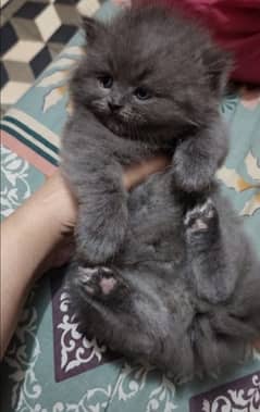 Persian grey kitten