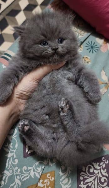 Persian grey kitten 1