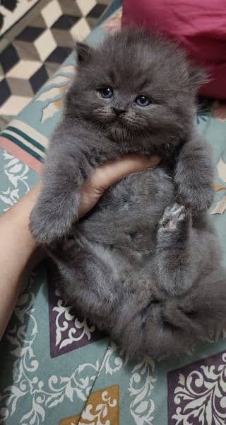 Persian grey kitten 2