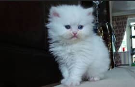 persian male kitten