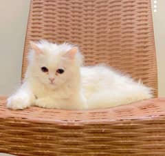 Healthy and Playful Persian Cat for Sale in Karachi