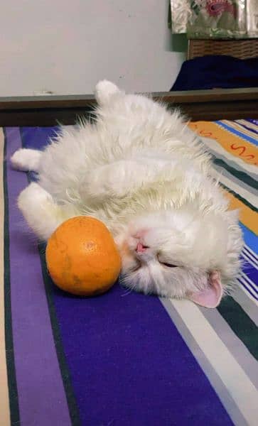 Healthy and Playful Persian Cat for Sale in Karachi 1