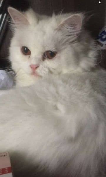 Healthy and Playful Persian Cat for Sale in Karachi 2