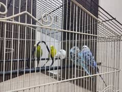 birds budgies with cage