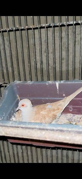 1 Red dove breeder pair 2 chicks 2