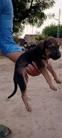 German Shephard Cross with Bighari