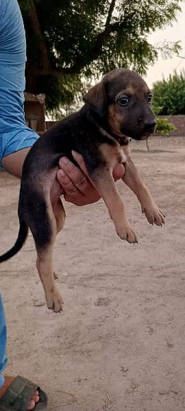 German Shephard Cross with Bighari 1