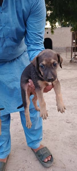 German Shephard Cross with Bighari 5