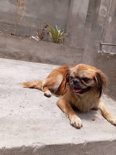 Pekingese Female looking for new home