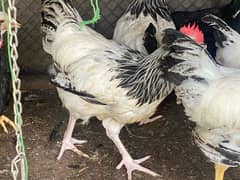 White Light Sussex and Australorp  100% Pure Breed Roosters