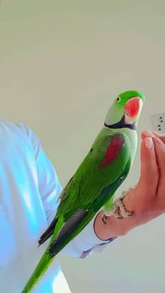 kashmiri raw parrot