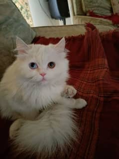 White Male Persian Cat For Sale