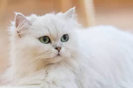 white Persian cat