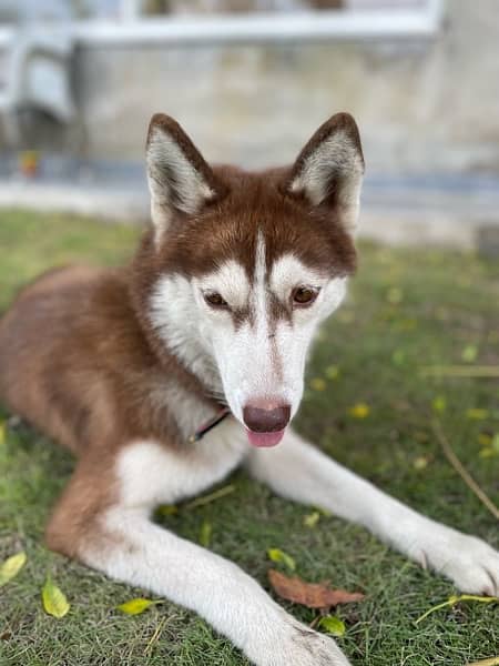 Siberian husky 2