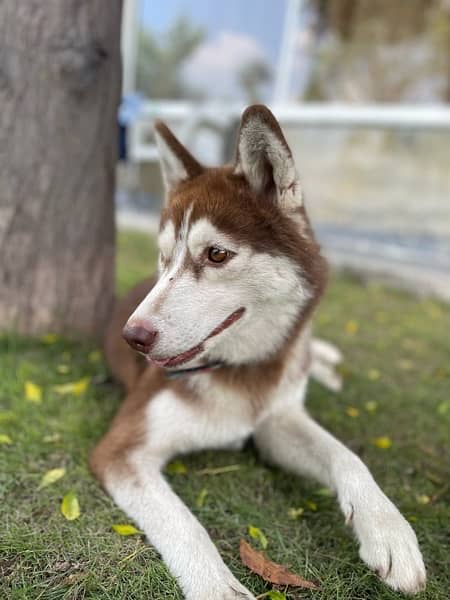 Siberian husky 3